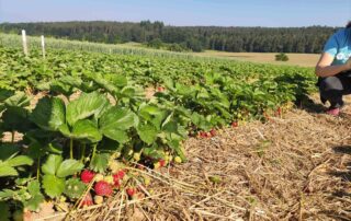 erdbeerfeld speckswinkel eroeffnet