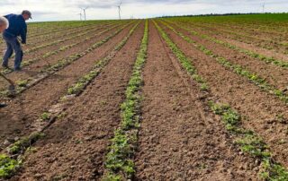 erdbeerfeld speckswinkel eroeffnet