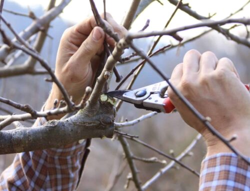 Obstbaumschnitt 2026 – Der Obstbaum dankt dem Schnitt mit reicher Ernte
